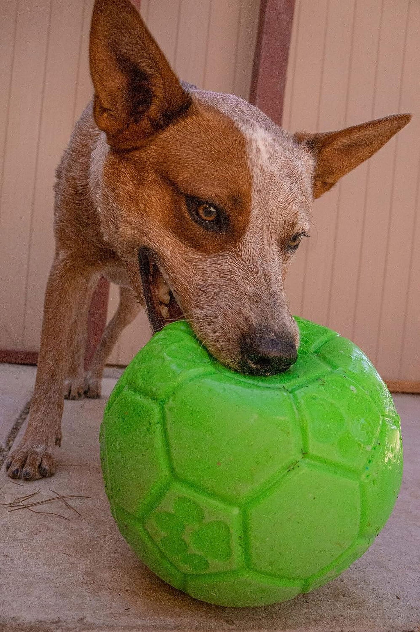 Green 6 In" Apple Scented Rubber soccer ball Chew Toy