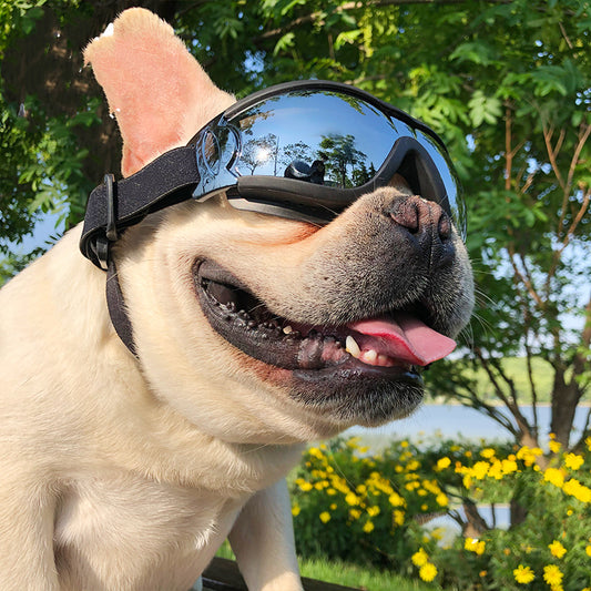 Pet Sunglasses Dog Windproof Goggles